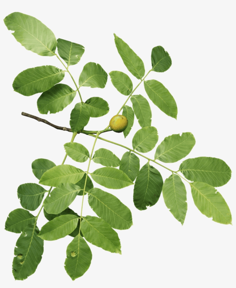 29 Nov - Hoja De Nogal Png, transparent png