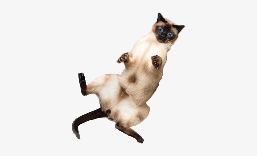 Http - //i - Imgur - Com/rgabeg7 - Scared Cat Png - 364x419 PNG