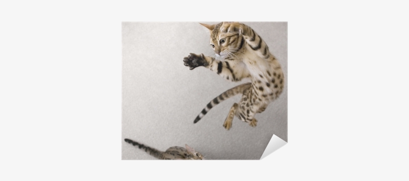 Cat Jumping, transparent png