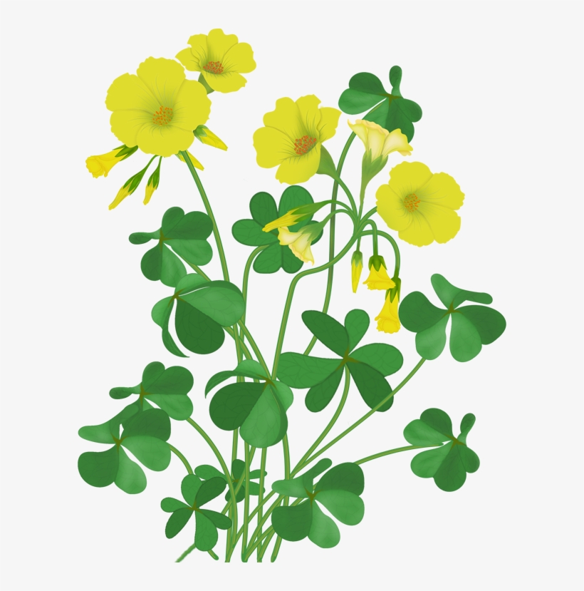 Perfect X Flowers With 34 Beauty Wooden Stick Png - Flower, transparent png