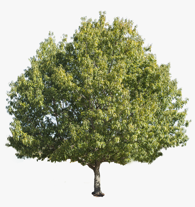 Tree-isolated - Chestnut Tree, transparent png