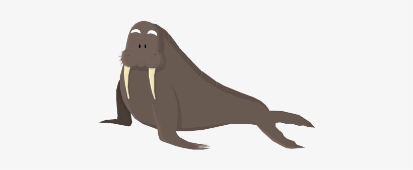 Walrus Png Hd - Walrus, transparent png