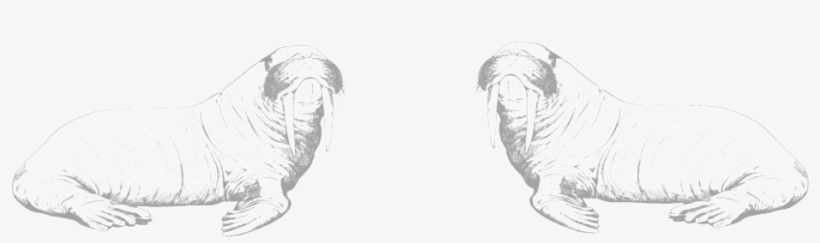 Walrus, transparent png