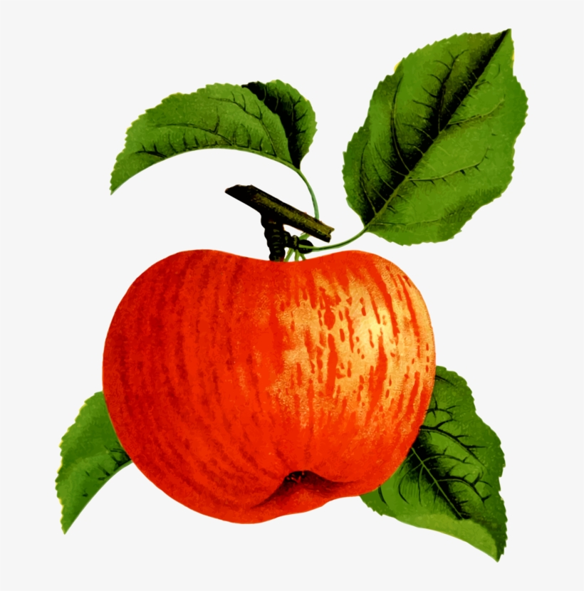Apple Squash Food Orchard Calabaza - Clip Art, transparent png