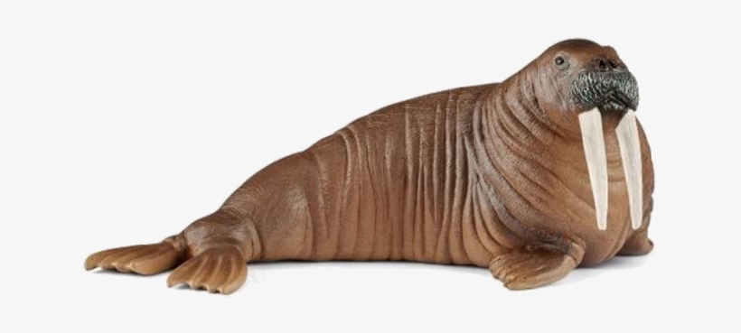 Schleich Walrus, transparent png