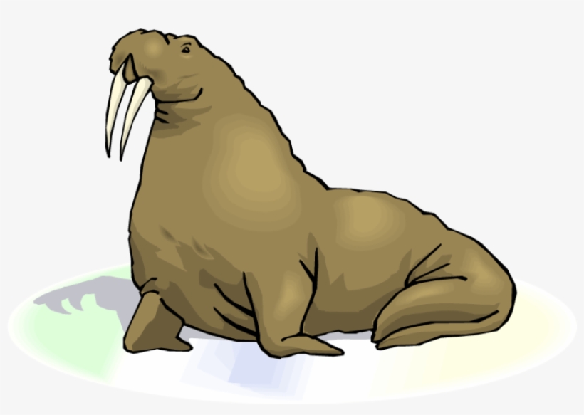 Free Png Walrus Transparent Images Png Png Images Transparent - Walrus With Transparent Background, transparent png