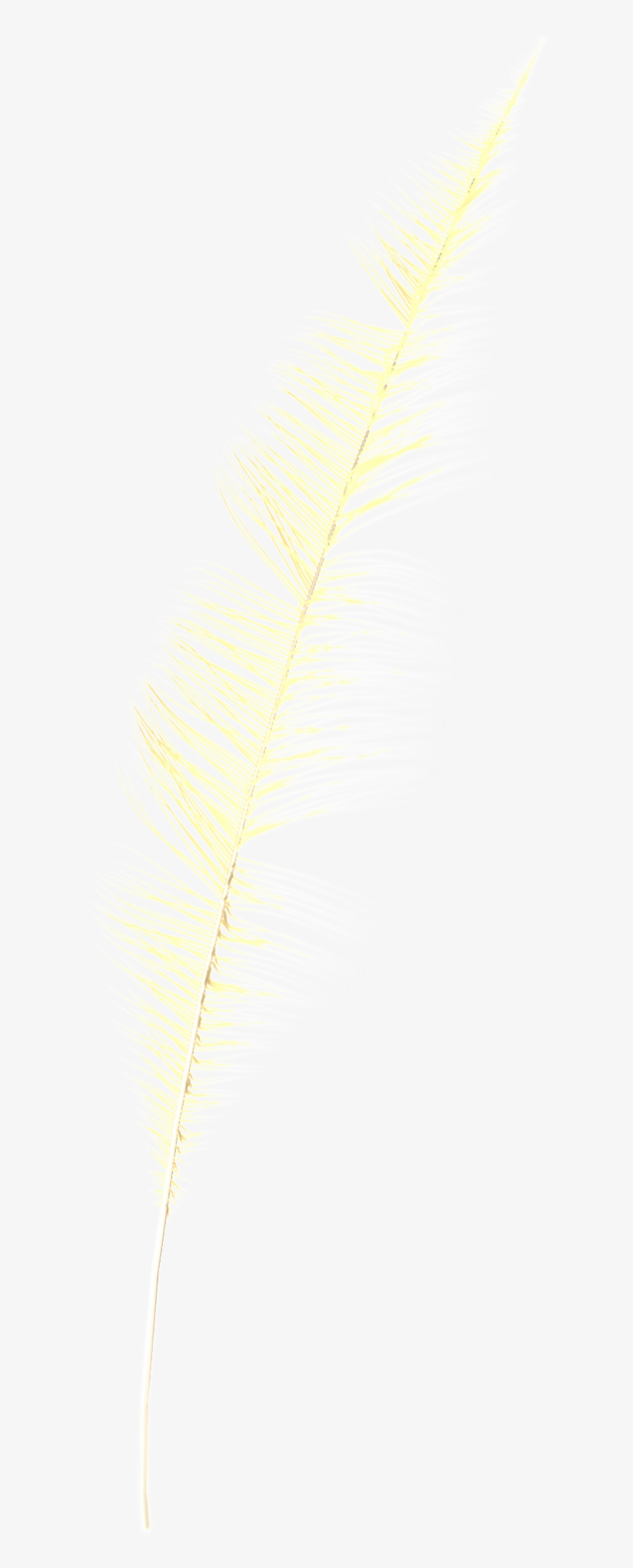Fantasy Transparent Feather Png - Fern, transparent png