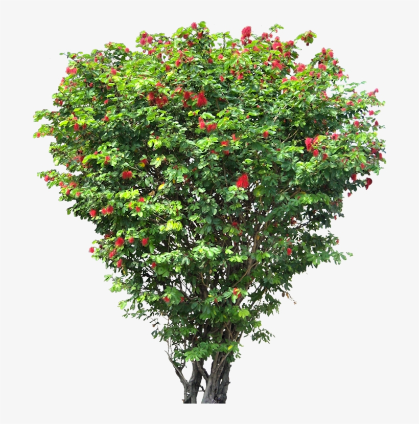 20 Free Tree Png Images - Png Format Flower Tree Png, transparent png