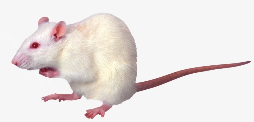 White Rat Png, transparent png