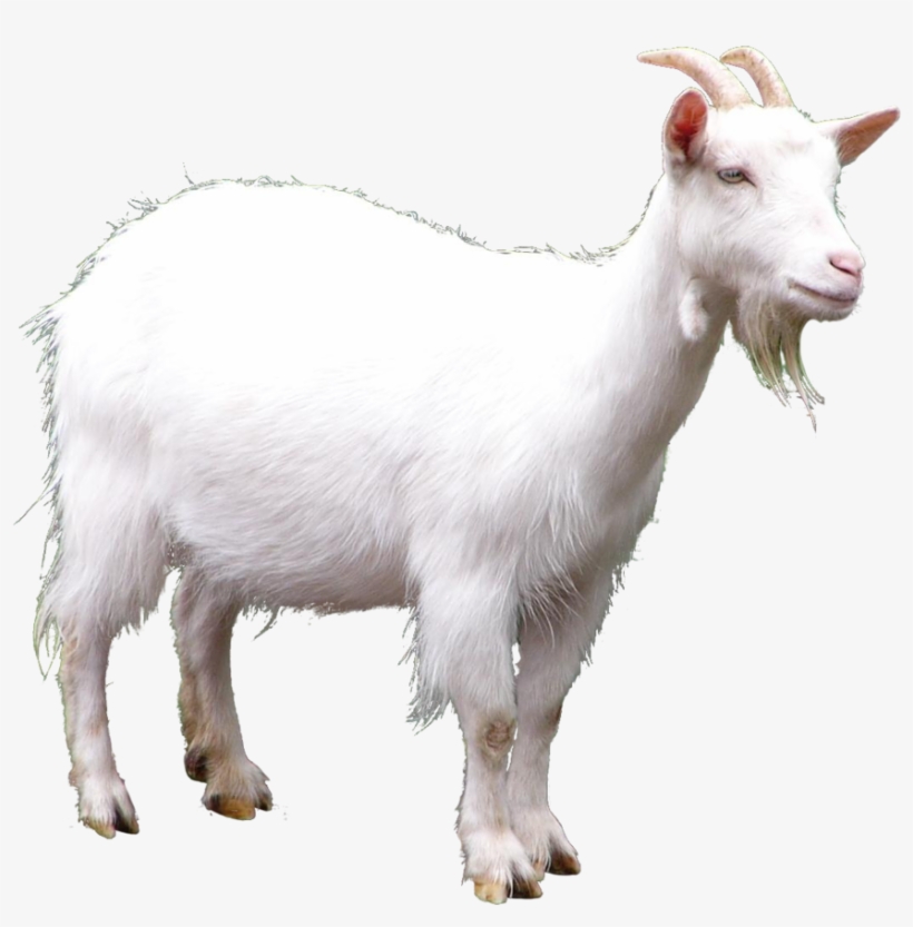 Goat Full - Goat Transparent, transparent png