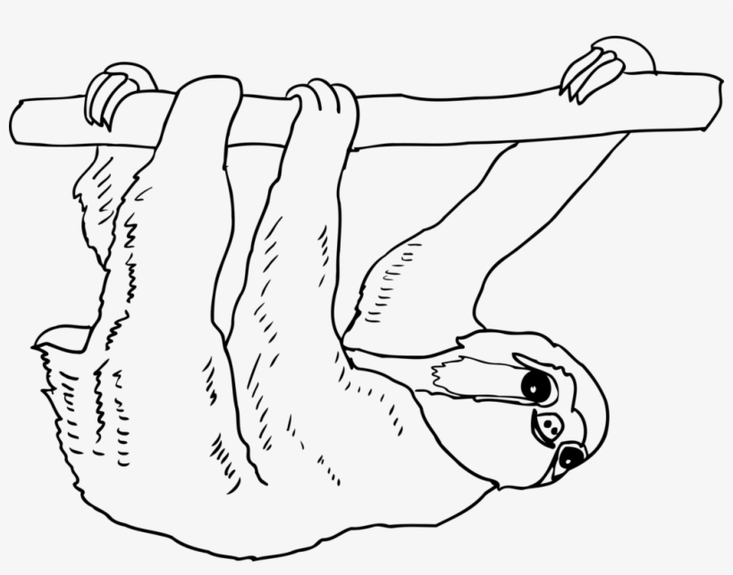 Sloth Thumb Mammal Drawing Line Art - Sloth Outline, transparent png