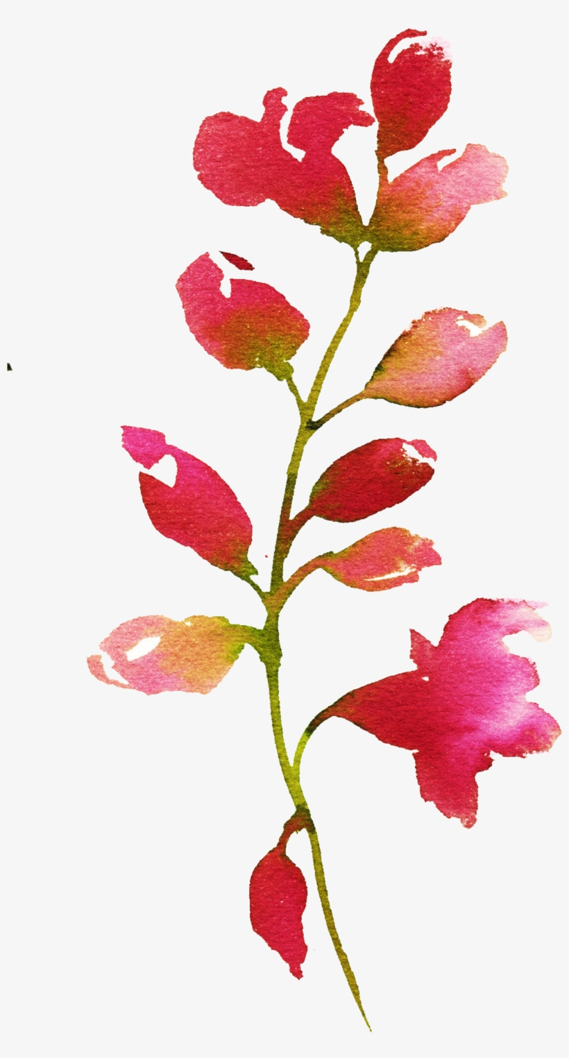 H712 - Beardtongue, transparent png