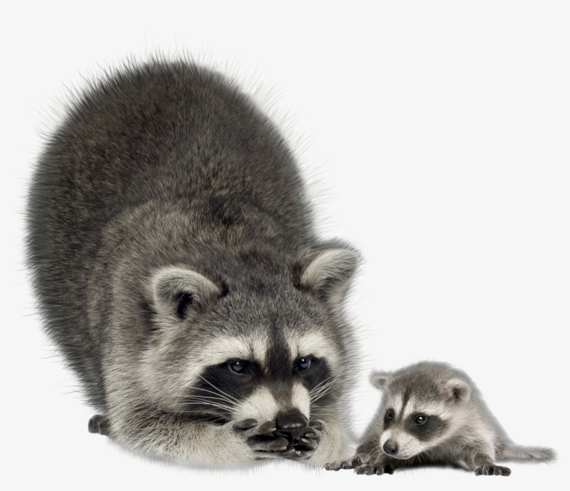 Raccoon Transparent, transparent png