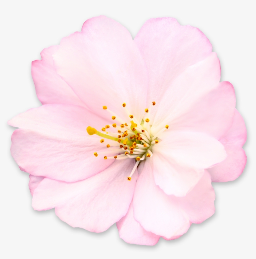 Free Icons Png - Lipstick, transparent png