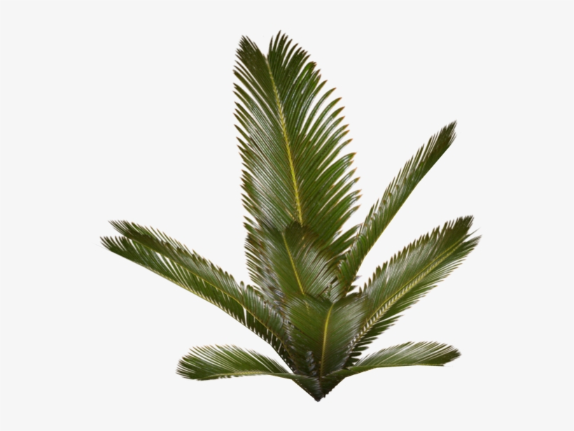 Palm Plant - Palm Plant Png, transparent png
