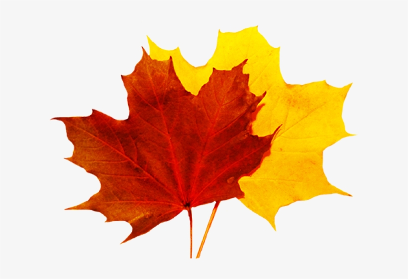 Fall Leaves Clip Art - Fall Leaves Transparent, transparent png