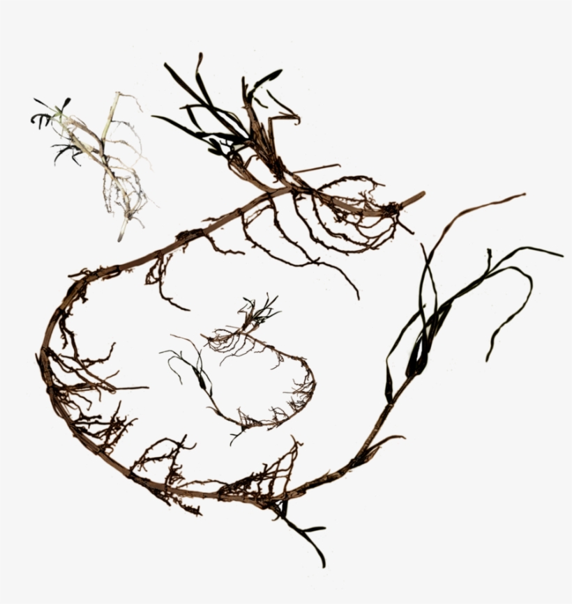 Grass Roots Png Clip Art Black And White - Portable Network Graphics, transparent png