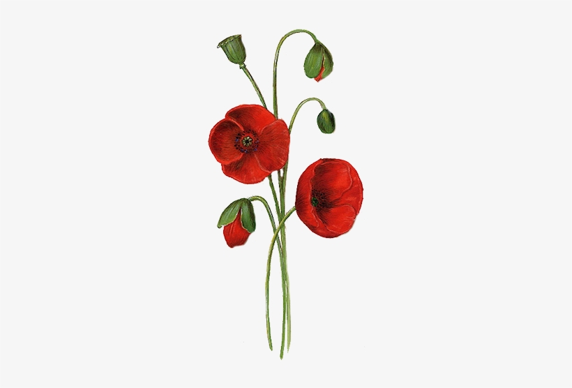 Tubes Fleurs, transparent png