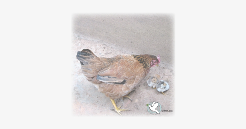 Posted December 15, - Rooster, transparent png