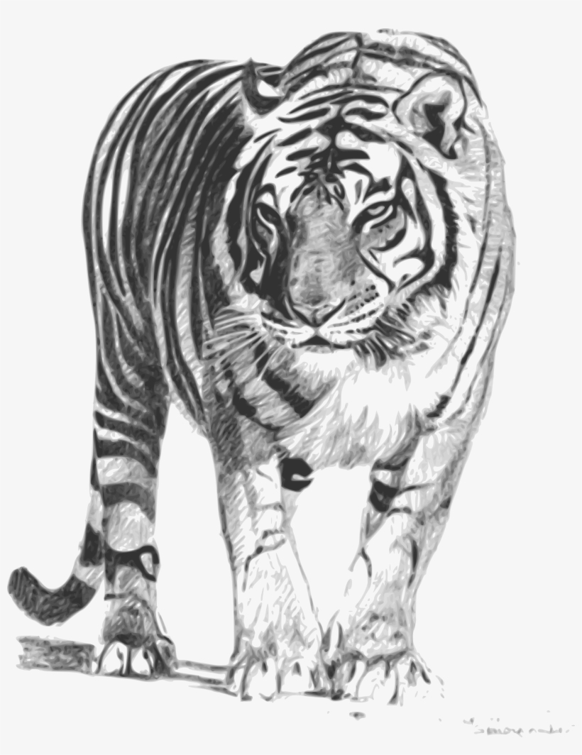 Net - Royal Bengal Tiger Sketch, transparent png