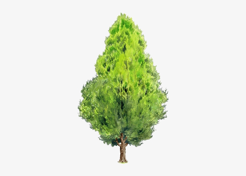 Black Locust Tree Painting Green Elements Transprent - Thuja Orientalis Png, transparent png