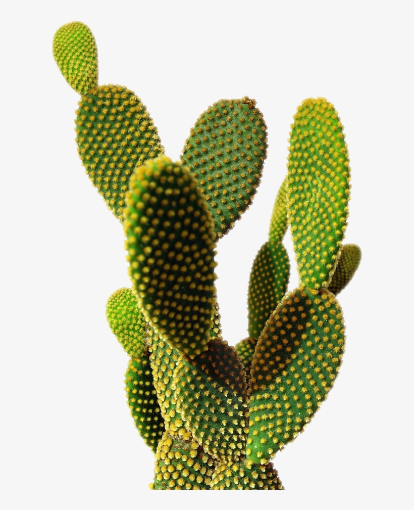 More More - Cactus Png, transparent png
