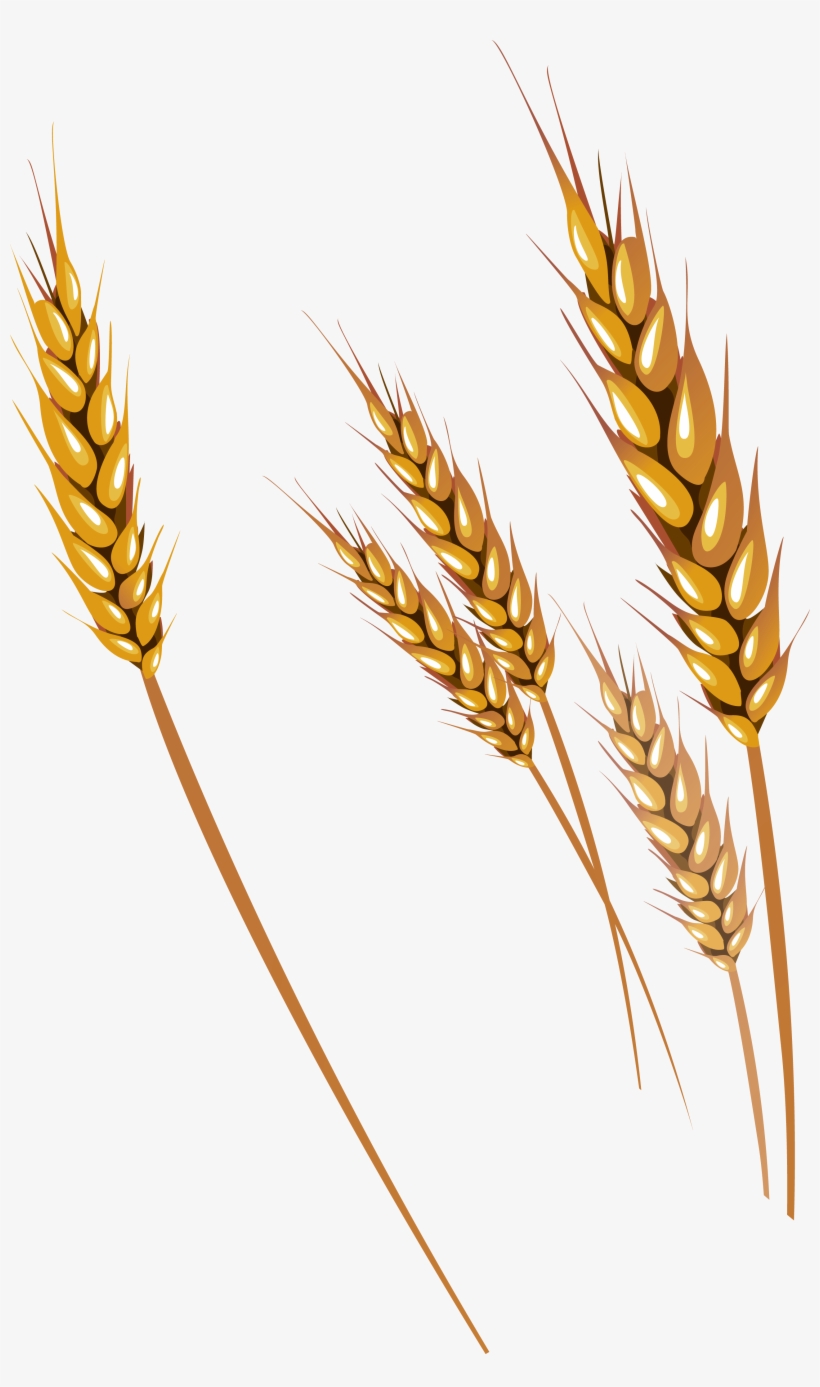 Free Png Wheat Png Images Transparent - Wheat Vector, transparent png