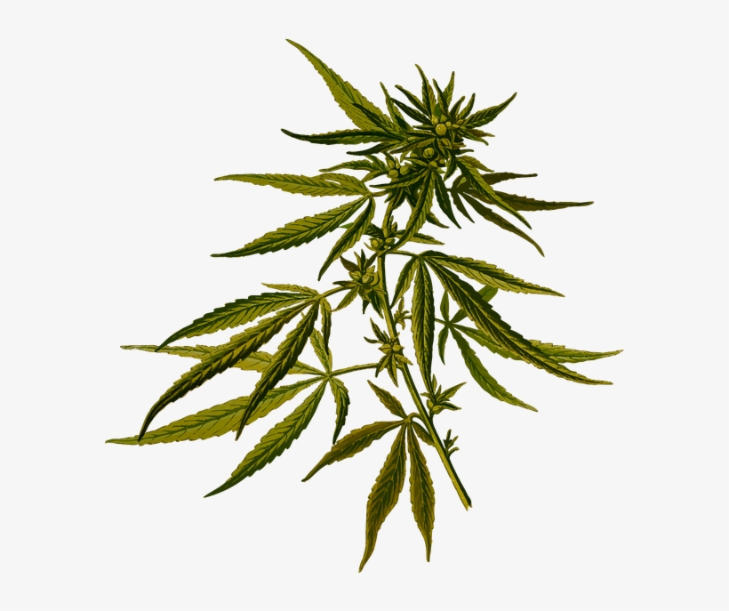 Cannabis Sativa, transparent png