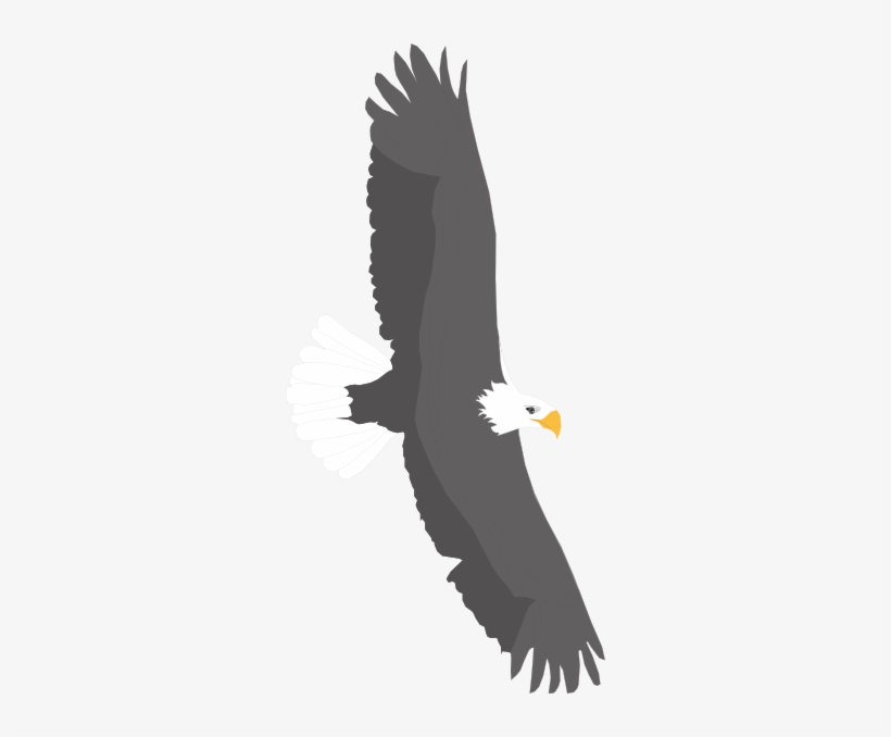 Soaring Bald Eagle Clip Art - Eagle, transparent png