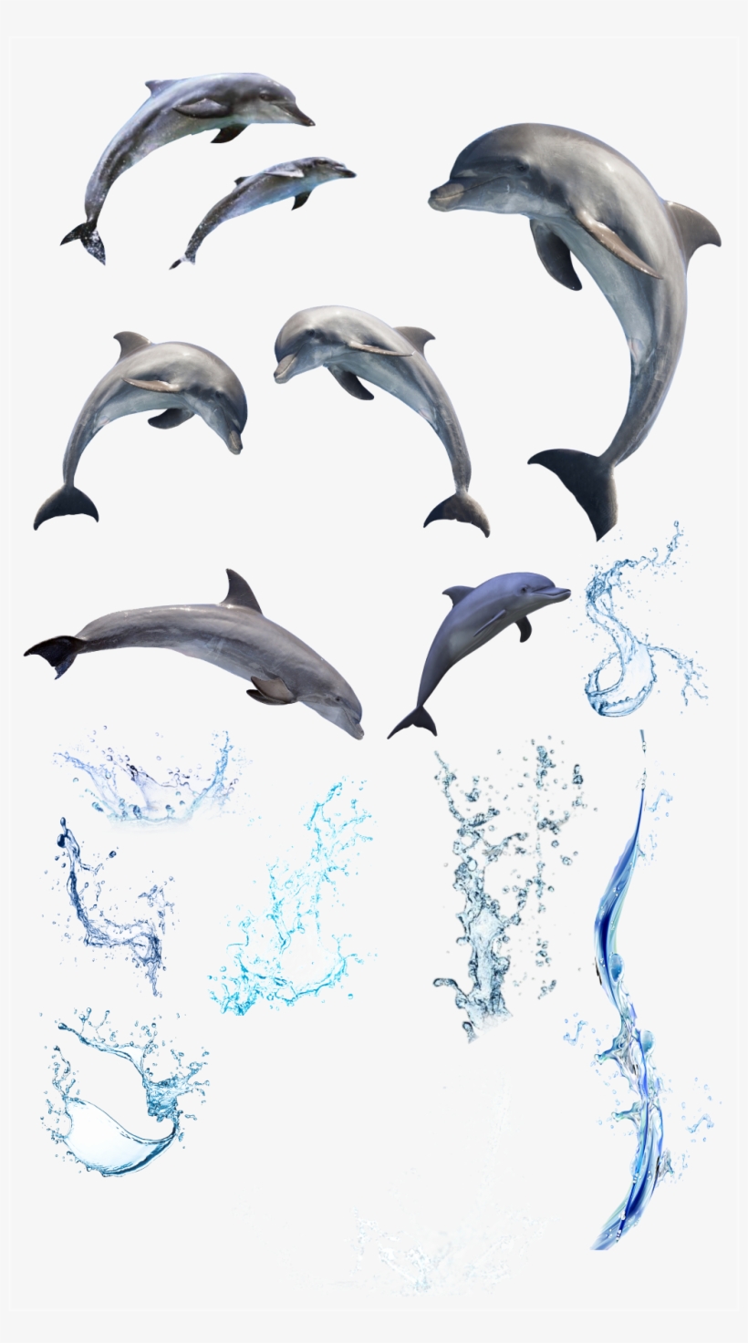 Splash Dolphins Water Sea Sealife Ocean - Beach Bath Book - Bath Book, transparent png