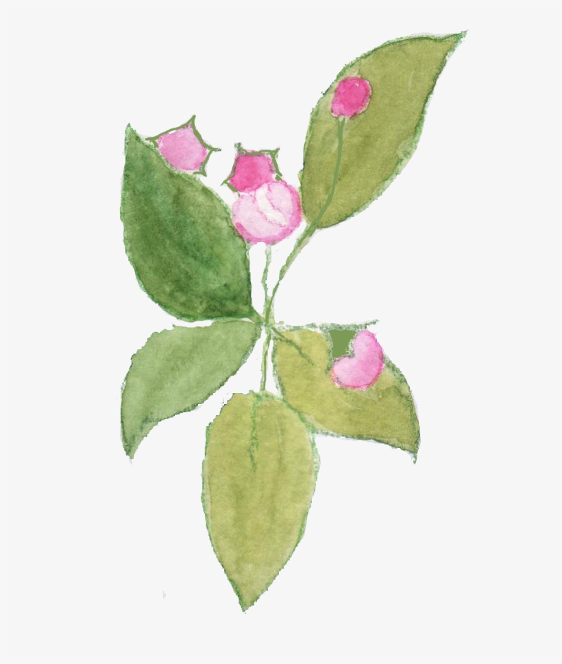 Sadly I Don't Think I Shall See Much Blossom On My - Evergreen Rose, transparent png