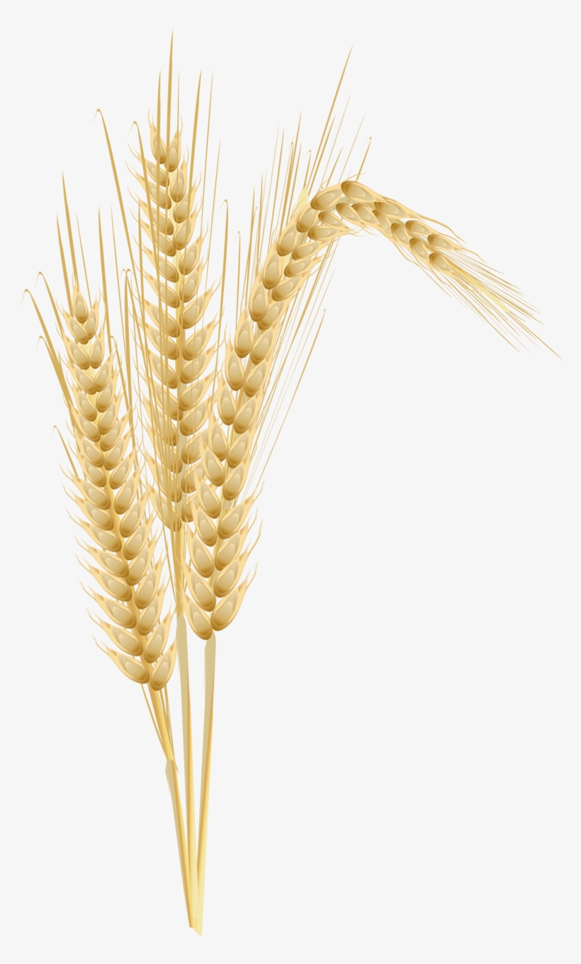 Яндекс - Фотки - Barley Png, transparent png