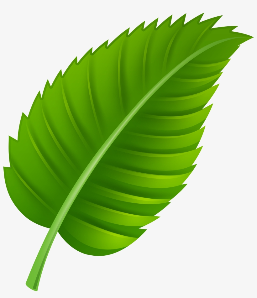 Sunflowers Png Leave Jpg, transparent png