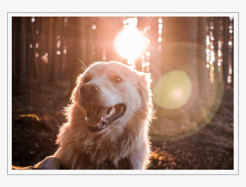 Lens Flare Happens When Stray Light Reflects On Some - Dog, transparent png