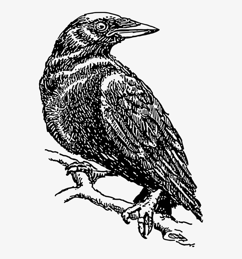 Crow Svg Clip Arts 414 X 594 Px, transparent png