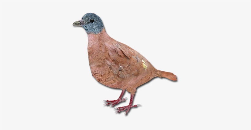 Blue-headed Wood Dove, transparent png
