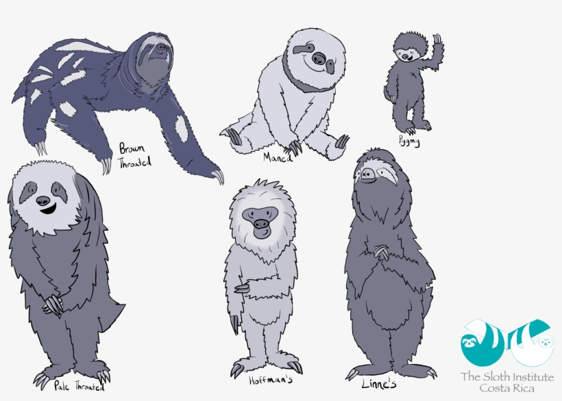 An Illustration Of Sloth Types - Sloth Love Costa Rica, transparent png