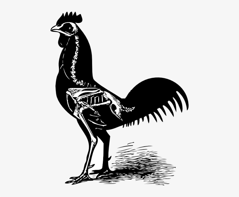 Chicken Skeleton, transparent png