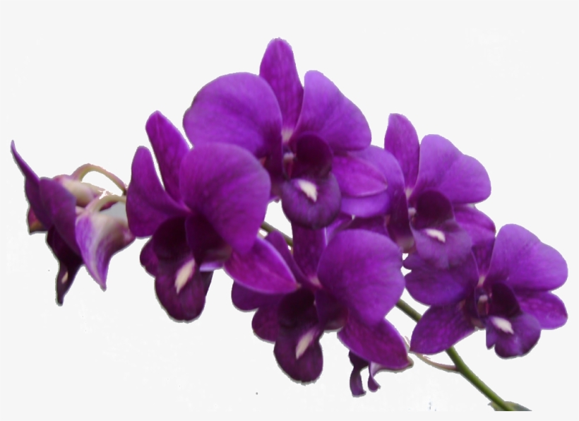 Purple Flower Frame - Purple Orchid Flower Png, transparent png