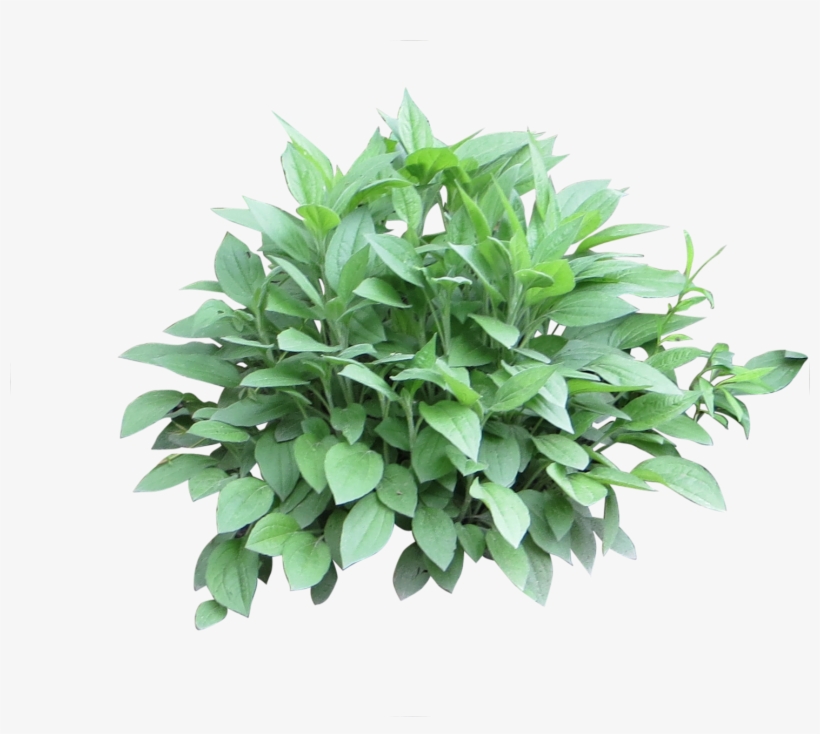 A Small Sized Leafy Green Shrub, Closely Cropped Png - Shrubs For Photoshop, transparent png