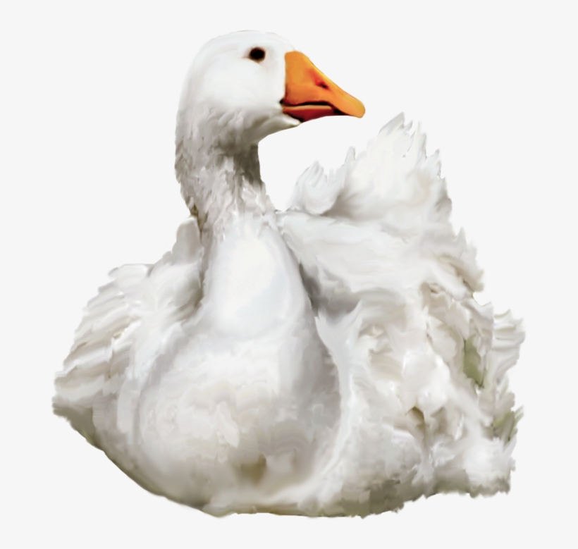 Duck Png - Water Duck Png, transparent png