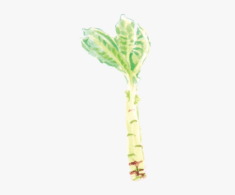 File - 萵筍greenbamboo - Celtuce, transparent png