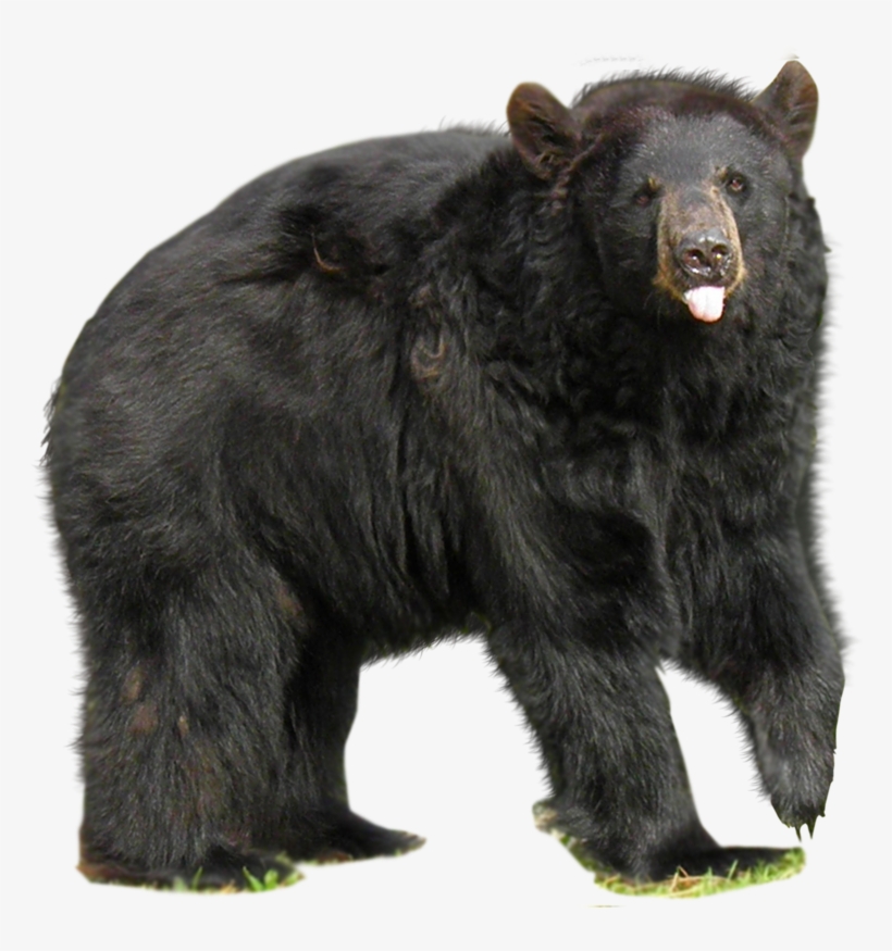 Bear Png In High Resolution - Bear, transparent png