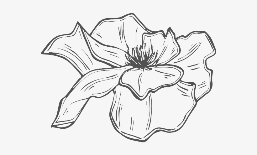 Phoenix Png, transparent png