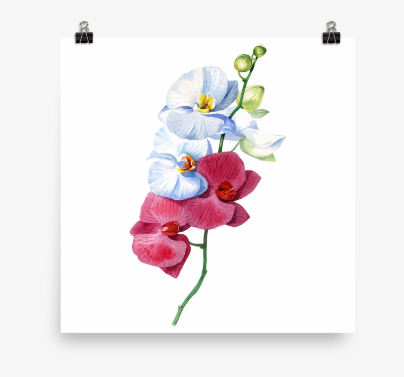 Bright And Colourful Orchid Watercolour Matte Poster - Orchid Watercolour, transparent png