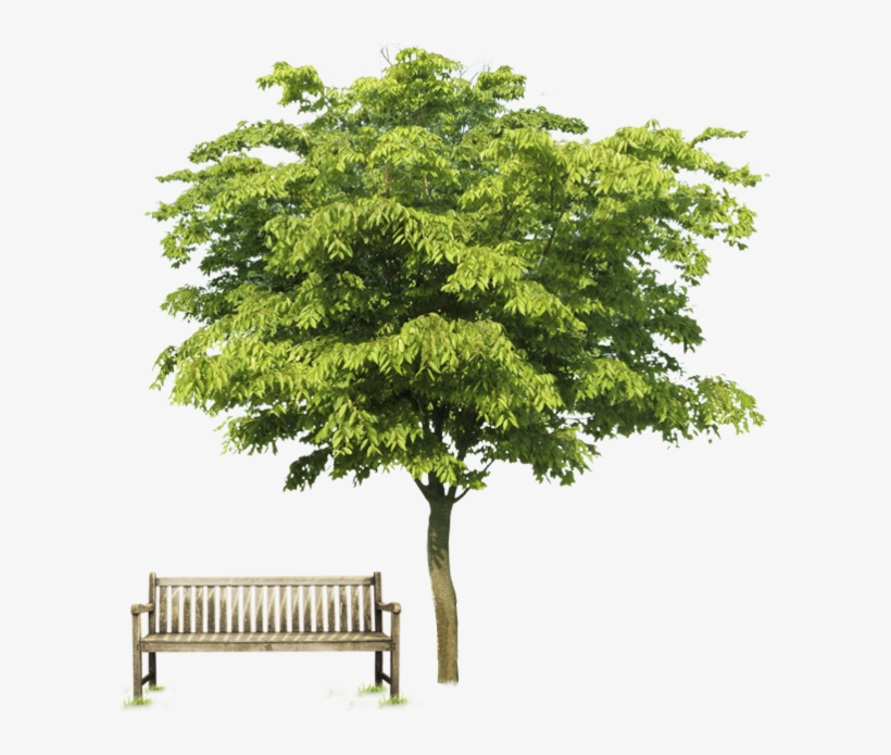 Tubes Arbre - Psd, transparent png