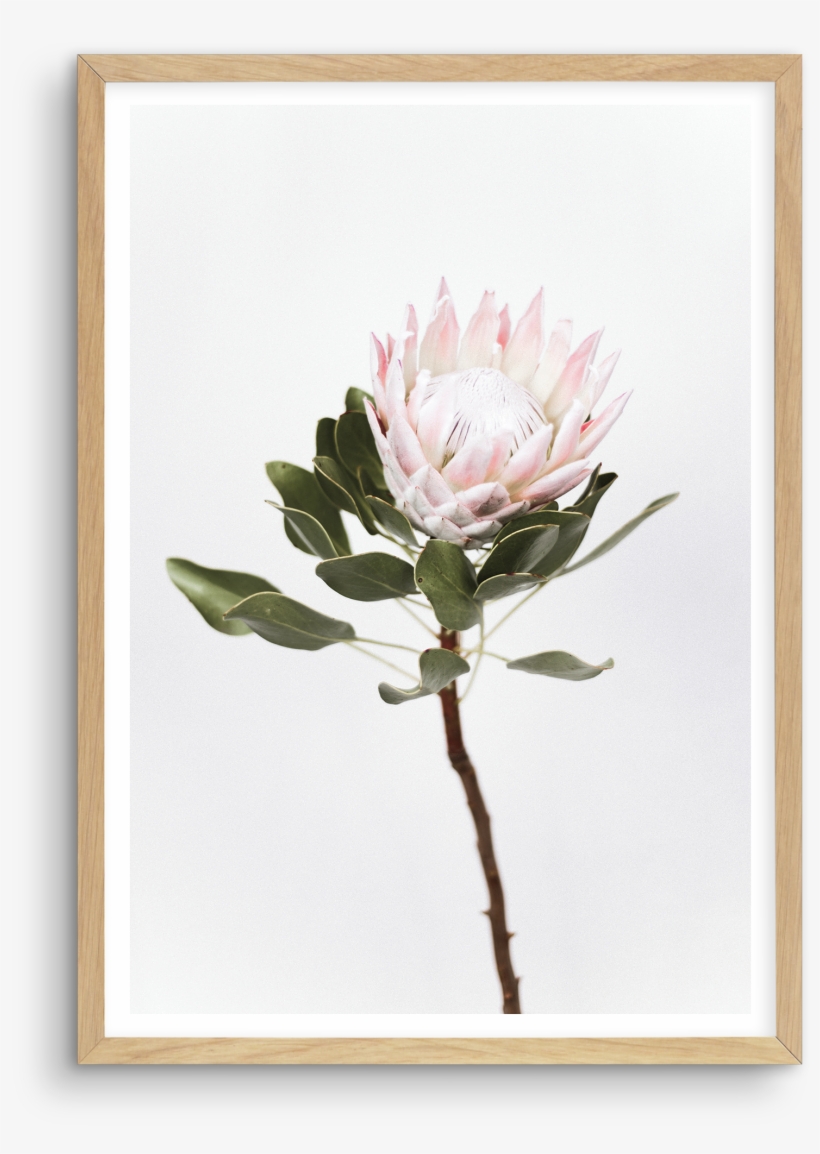 Vintage Protea Vintage Protea - Sugarbushes, transparent png