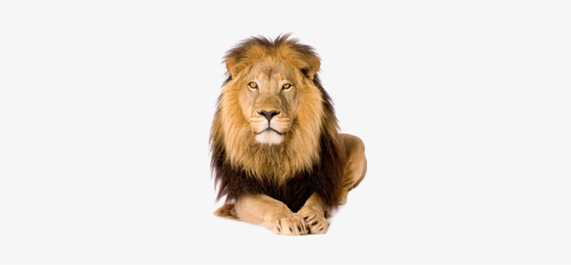 Contourhead-lion - Lion With White Background, transparent png
