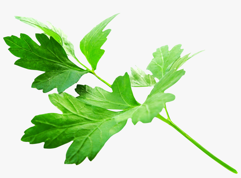 Free Png Parsley Leaves Png Images Transparent - Parsley Png, transparent png