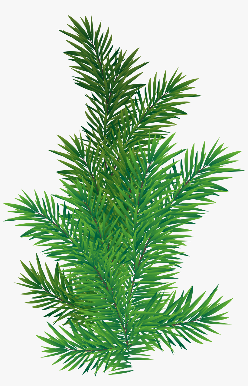 0, - Pine Tree Branch Png, transparent png